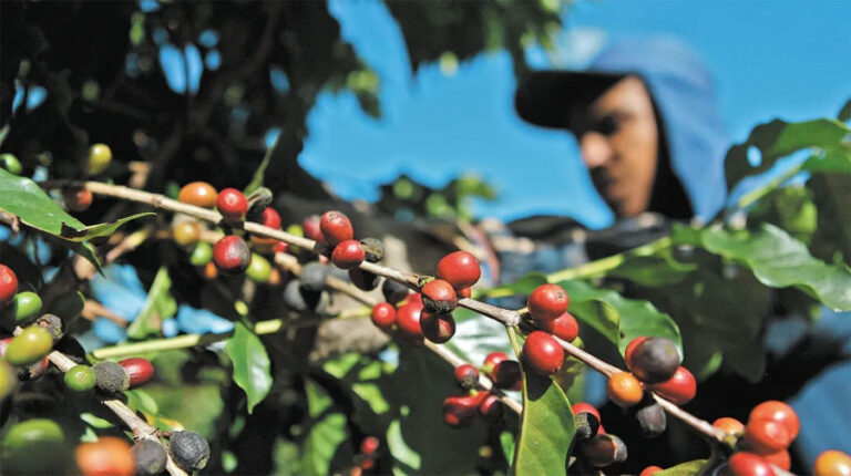 Gobierno anuncia inversión de 2,000 millones de lempiras para el sector cafetalero