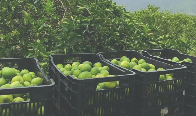 En Honduras sale más barato importar un producto que comprarlo a nivel local, señala empresario cítrico